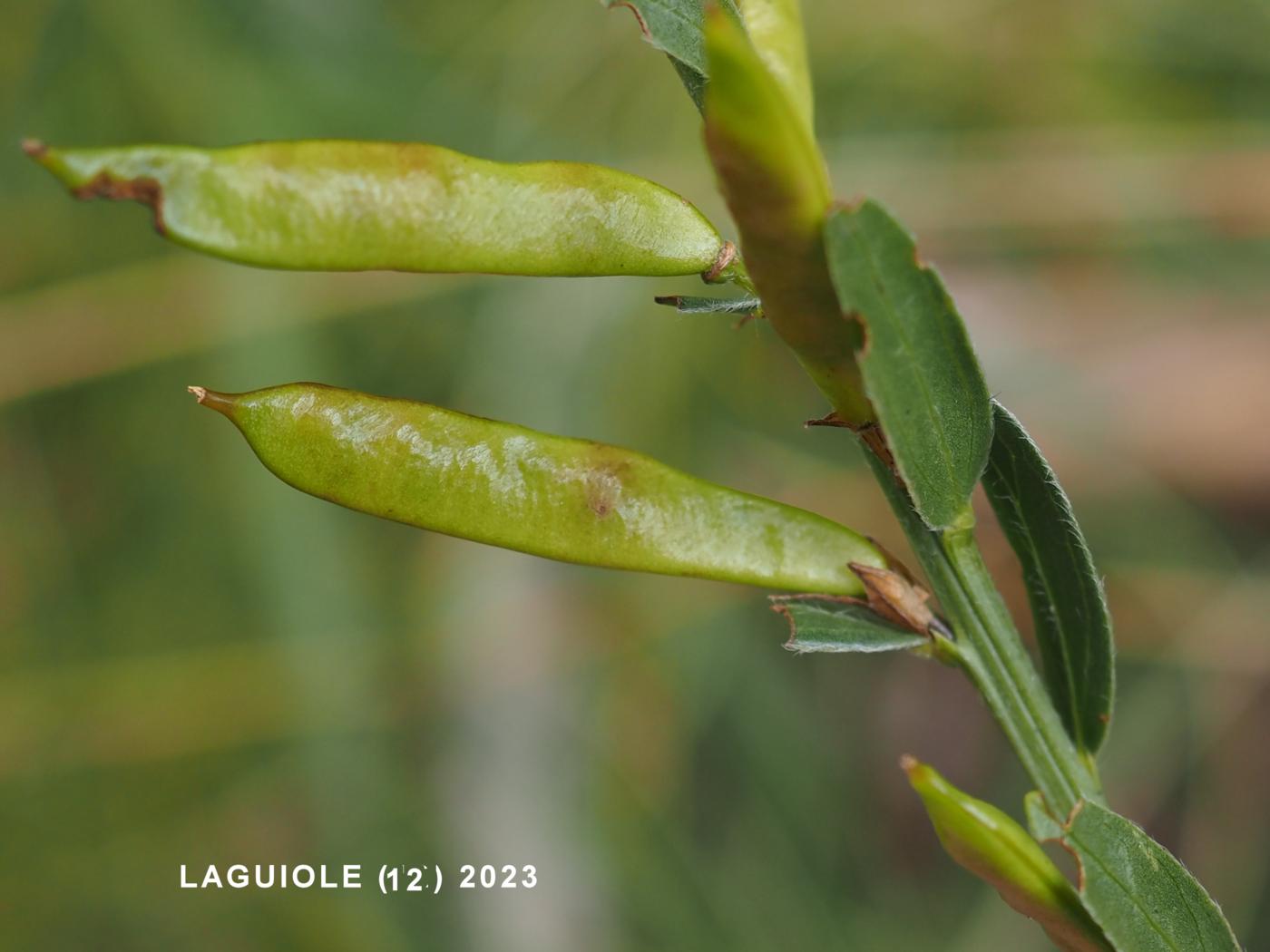 Greenweed, Dyer's fruit